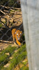 upper view of a tiger under the cage in zoo