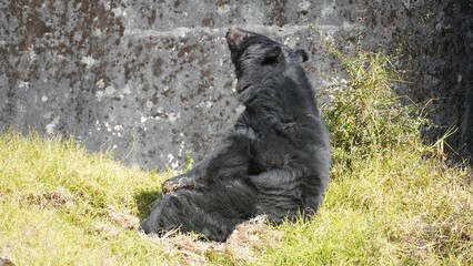 a black bear sitting near his cub