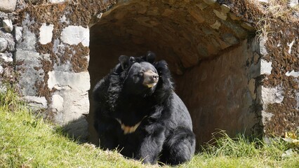 a black bear comes from his cub
