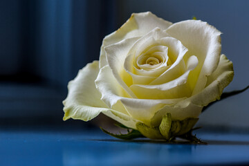 White rose on blue background