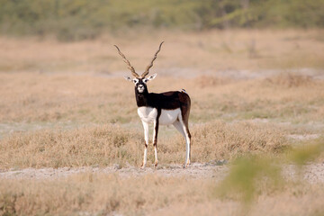 Endangered species Blackbuck in Bishnoi village forest reserve area. Beautiful male and female...