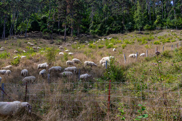 Flock of white sheep calmly grazing on wild dry grass, green vegetation trees in background, next...