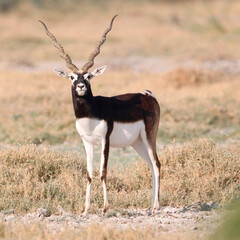 Endangered species Blackbuck in Bishnoi village forest reserve area. Beautiful male and female blackbuck captured with all movement in natural habitat. Rare animal portrait. Beautiful wall mounting.