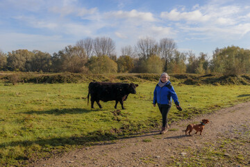 Senior hiker walking with his dachshund on trail with Galloway cow over countryside, Belgian nature...