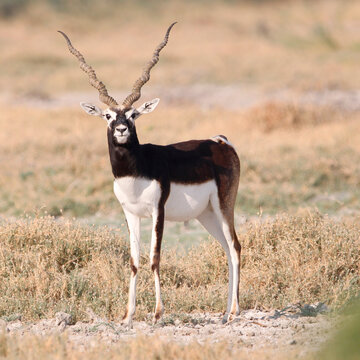 Endangered species Blackbuck in Bishnoi village forest reserve area. Beautiful male and female blackbuck captured with all movement in natural habitat. Rare animal portrait. Beautiful wall mounting.