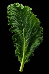 A detailed close up of a single leaf of lettuce on a dark black background. This image can be used for various culinary and healthy eating themes
