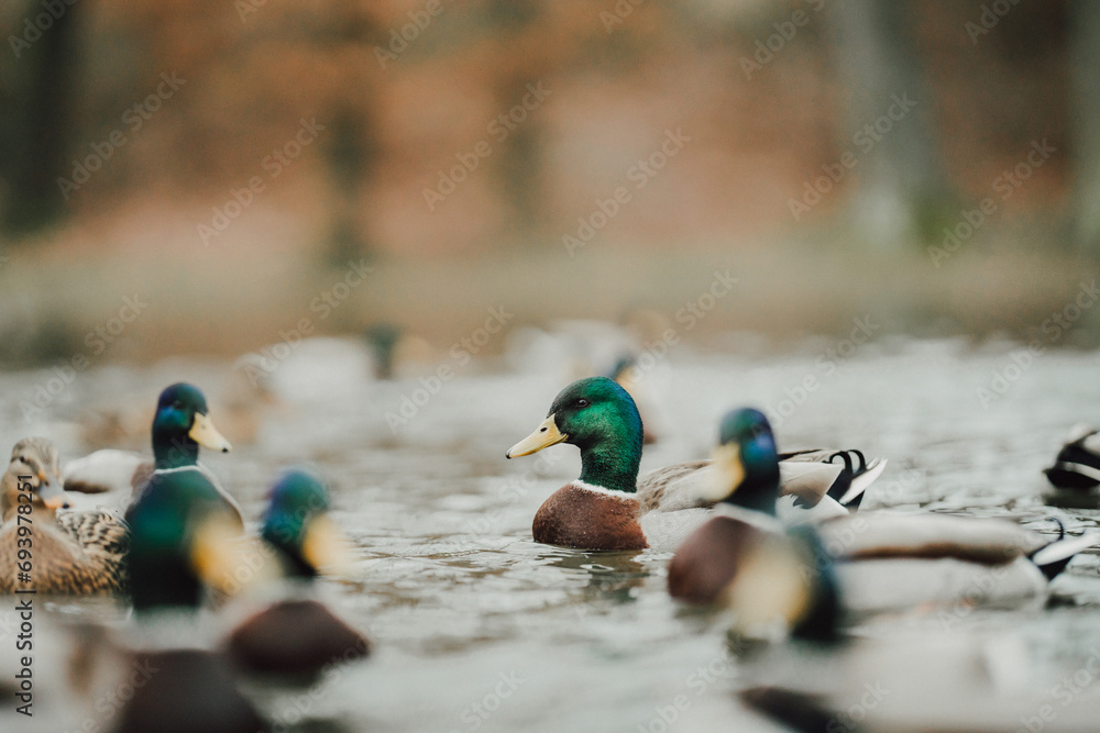 Wall mural ducks on the lake