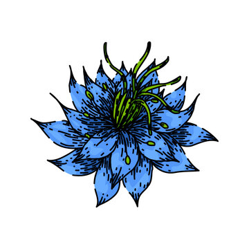 cumin nigella sativa hand drawn. medicine petal, caraway oil, plant asian cumin nigella sativa vector sketch. isolated color illustration