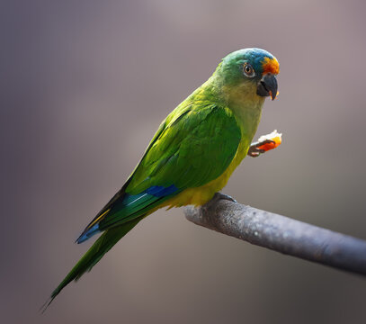 Peach-fronted Parakeet bird eating fruit (Eupsittula aurea)