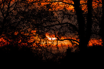 fire in the forest, Red Sky, sunrise.
