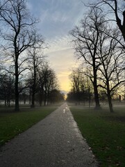Early Morning Misty Forest