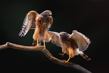Roadside Hawk Couple (Rupornis magnirostris) - Birds of Prey