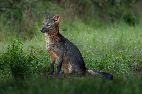 Crab-eating Fox (Cerdocyon thous) - South american canid