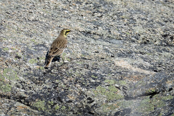 Randonnée dans le Parc National des Hautes-Gorges-de-la-Rivière-Malbaie à La Malbaie au Canada et rencontre avec sa faune