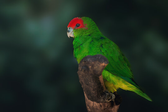 Male Pileated Parrot (Pionopsitta pileata)
