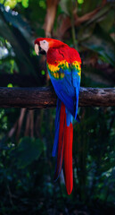 Colorful Scarlet Macaw bird (Ara macao)