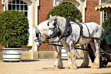 Two large horses and carriage