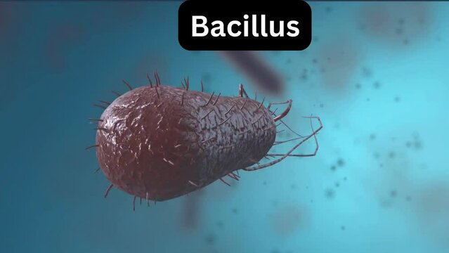 Bacillus Thuringiensis Images – Browse 35 Stock Photos, Vectors