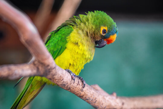 Peach-fronted Parakeet bird (Eupsittula aurea)