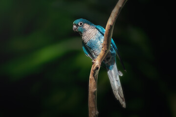 Maroon-bellied Parakeet (Pyrrhura frontalis) with blue mutation