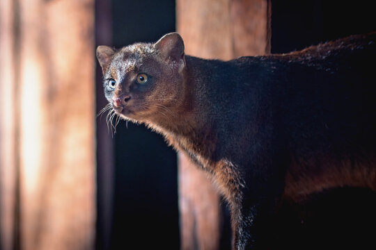 Jaguarundi (Herpailurus yagouaroundi) - Central and South American slender wild cat