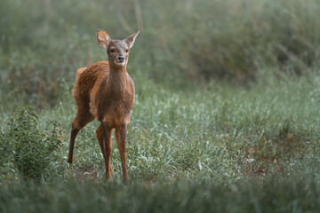 Young Gray Brocket (Mazama gouazoubira) - South American Deer