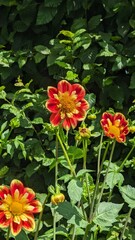 Pooh dahlia, captured at Swan Island Dahlias, in Canby, Oregon. © Karina