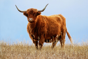 Rural scene of one adult Highland cow standing alone in a pasture of dry brown grass staring at the...