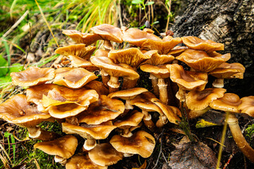 Honey mushrooms on a tree trunk against a background of forest greenery close-up