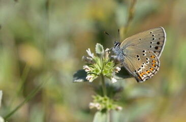 Satyrium ledereri  947
