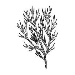 leaf dill hand drawn. food plant, herb ingredient, fresh herbal leaf dill vector sketch. isolated black illustration