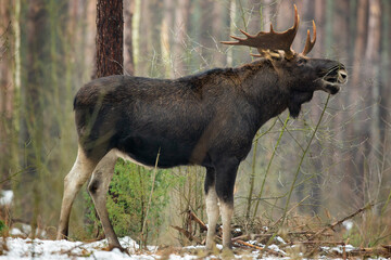 Mammal - bull moose winter (Alces)