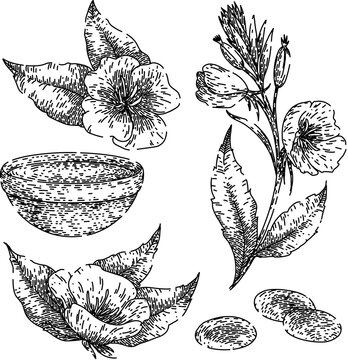 evening primrose set hand drawn. medicinal nature, medicine yellow, blossom leaf evening primrose vector sketch. isolated black illustration