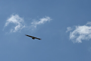 Fototapeta na wymiar Large Bird Griffon Vulture Flying Above Canyon Uvac, Serbia
