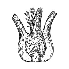 green fennel hand drawn. healthy natural, ingredient spice, fresh seasoning green fennel vector sketch. isolated black illustration