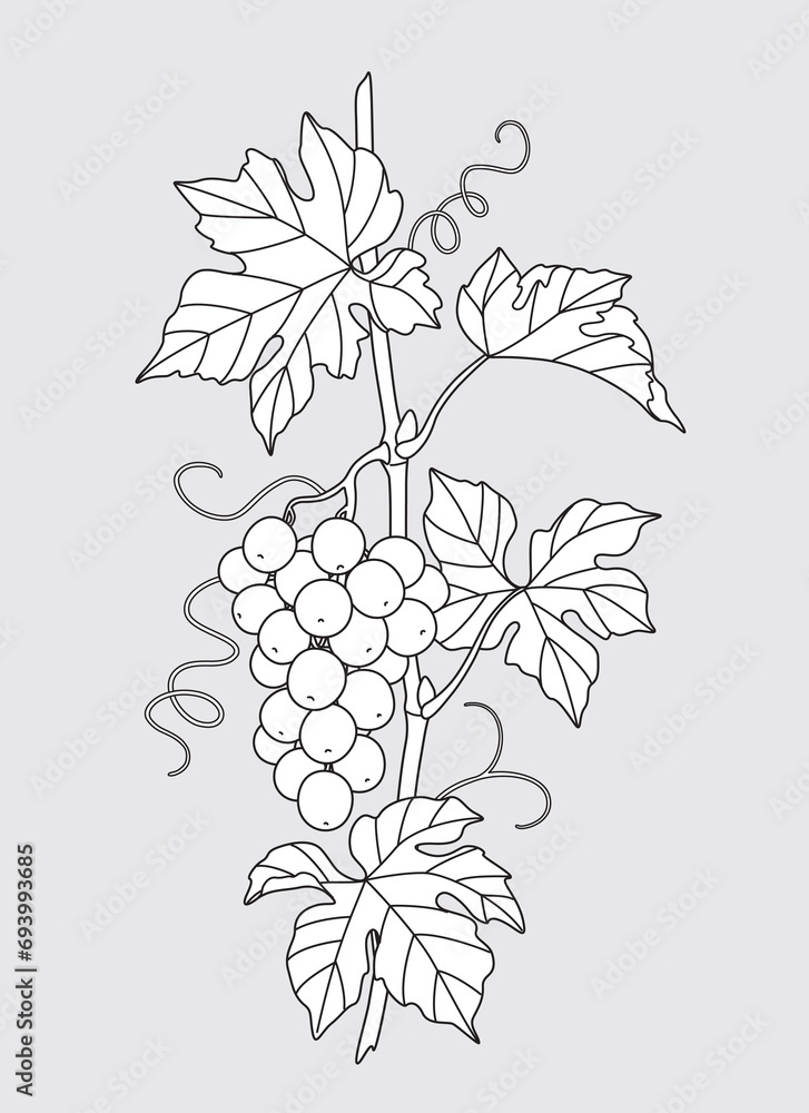 Canvas Prints outlined grape vine with grapes bunch.