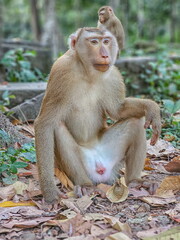 Macaque monkeys, Macaca fascicularis fascicularis, resting at Angkor, Siem Reap, Cambodia