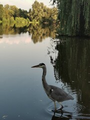 heron