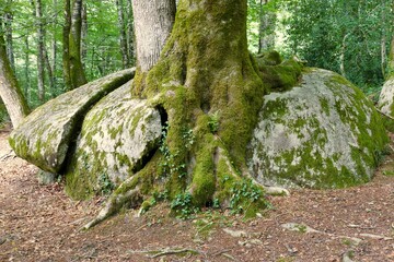 L’arbre plus fort que la roche dans le massif du Sidobre près de Castres     