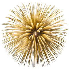 Gold fireworks isolated.