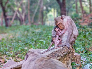 Macaque monkeys, Macaca fascicularis fascicularis, mum and baby at Angkor, Siem Reap, Cambodia