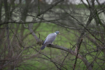 Wild pigeon close-up sitting on a tree branch