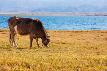 one milk cow grazing on shore of mountain lake at sunny autumn afternoon