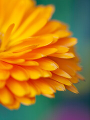 beautiful  art Background with Orange flower medicine calendula (Marigold)  . Extreme macro shot