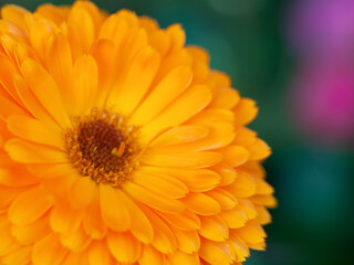 beautiful Orange flower medicine calendula (Marigold)  Background. Extreme macro shot