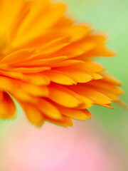 Fototapeta premium beautiful Orange flower medicine calendula (Marigold) Background. Extreme macro shot