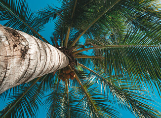 Naklejka premium Bottom view of coconut palm tree in sunshine. Palm tree against a beautiful blue sky. Green palm tree on blue sky background. Travel concept.