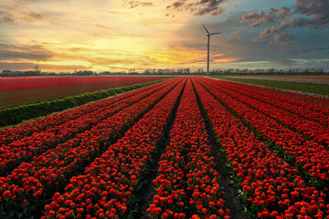 A field of red tulips watching the sunset in Holland.