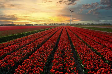 Gordijnen A field of red tulips watching the sunset in Holland. © Alex de Haas
