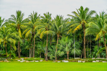 Panoramic beautiful view of a tropical rainforest in a monsoon climate with unique palm trees of different types.